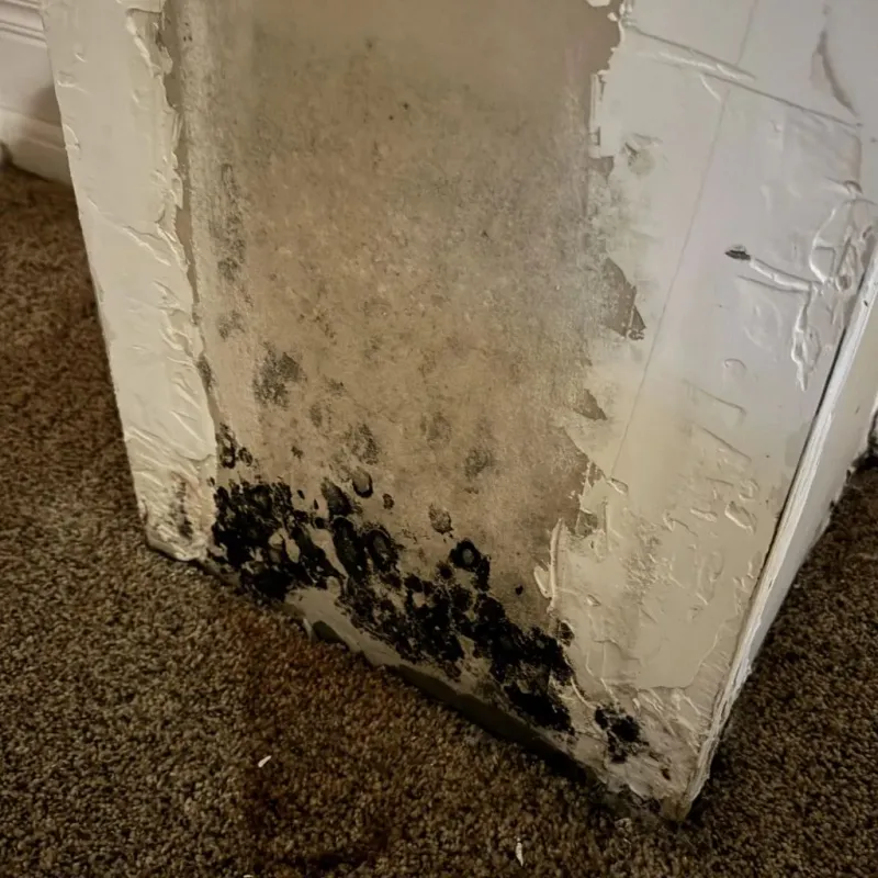 Professional Mold Removal in Morenci, AZ